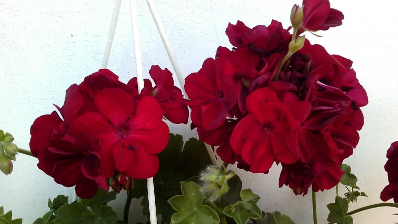 Пеларгония Xtreme Dark Red