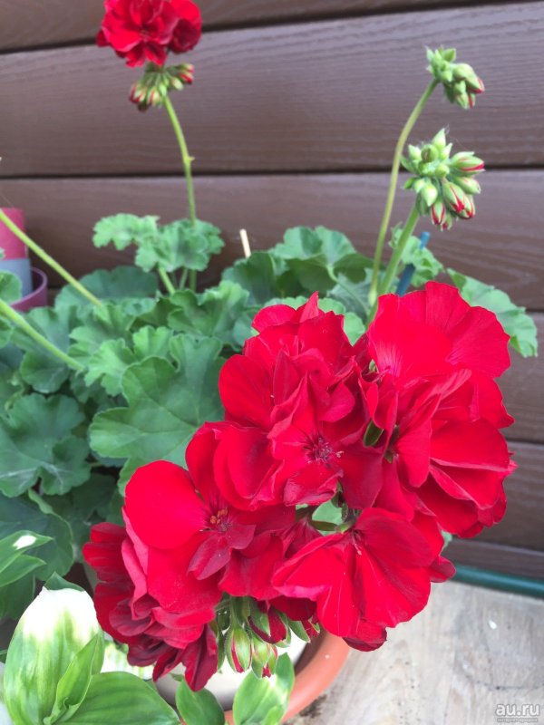 Пеларгония Calliope Dark Red
