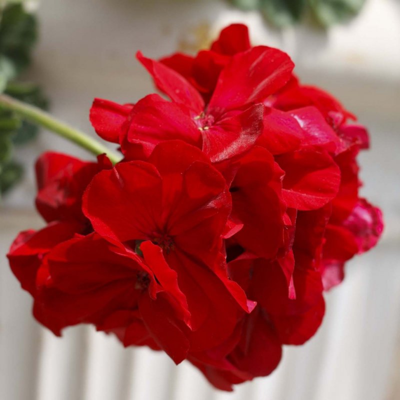 Пеларгония Toscana Calliope Dark Red