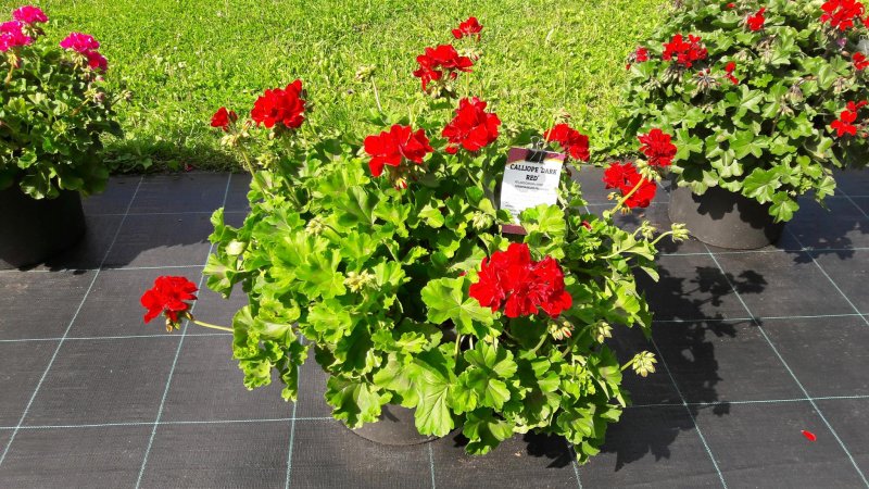 Пеларгония Calliope Dark Red