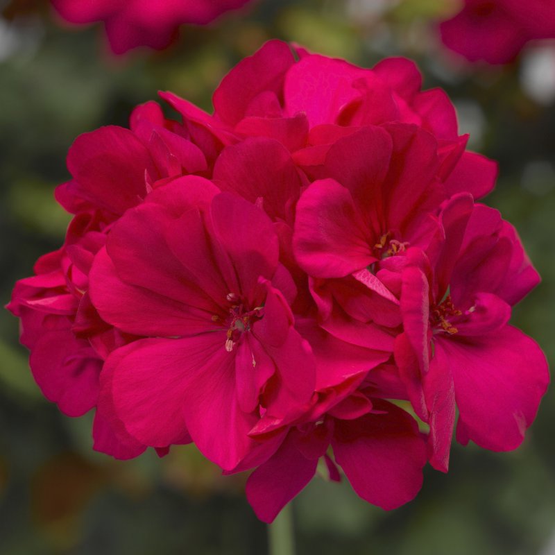 Красная герань – Red Geranium