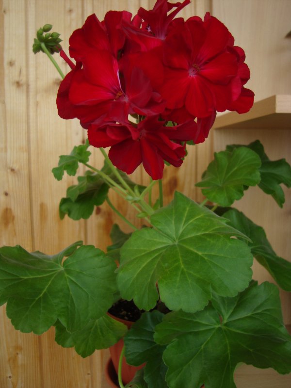 Пеларгония Calliope Dark Red