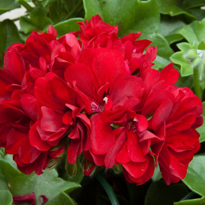 Пеларгония Calliope Dark Red