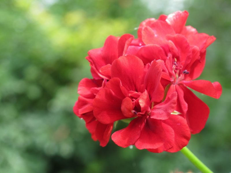 Пеларгония Calliope Dark Red