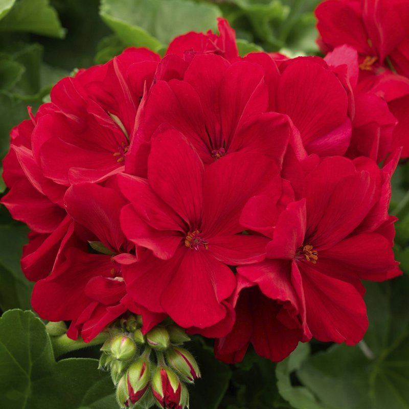 Пеларгония Calliope Dark Red