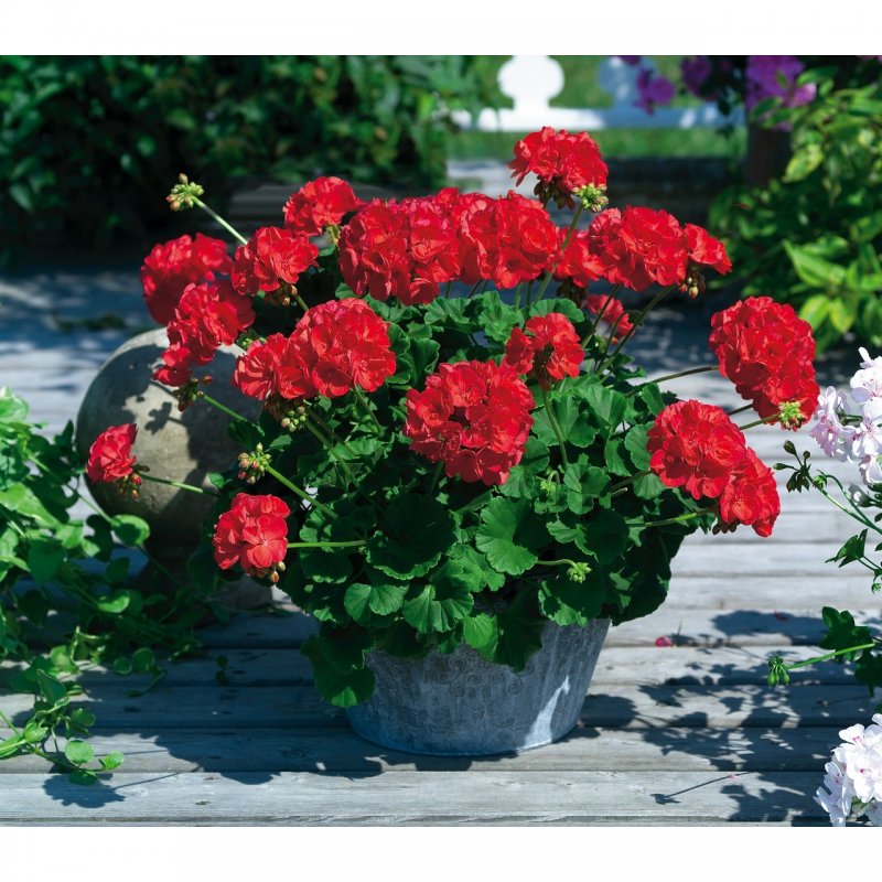 Пеларгония Calliope Red