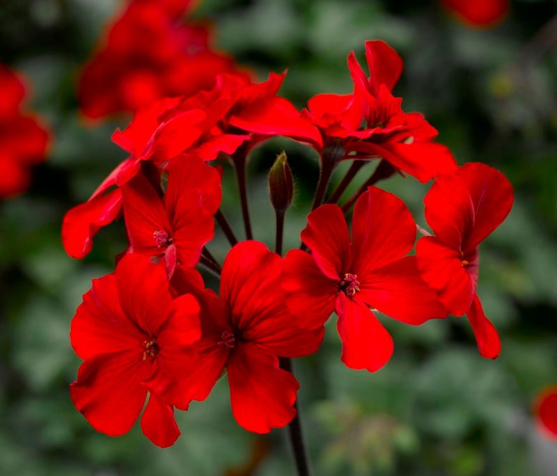 Пеларгония гибридная 'Calliope Dark Red' -