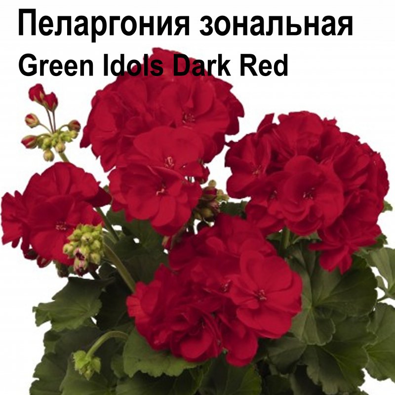 Пеларгония Калиопа ред спле