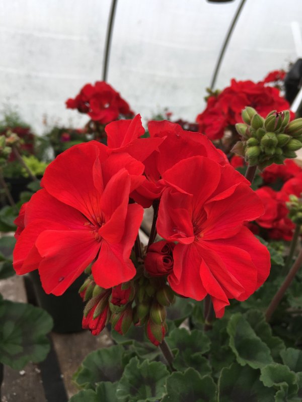 Deep Red пеларгония
