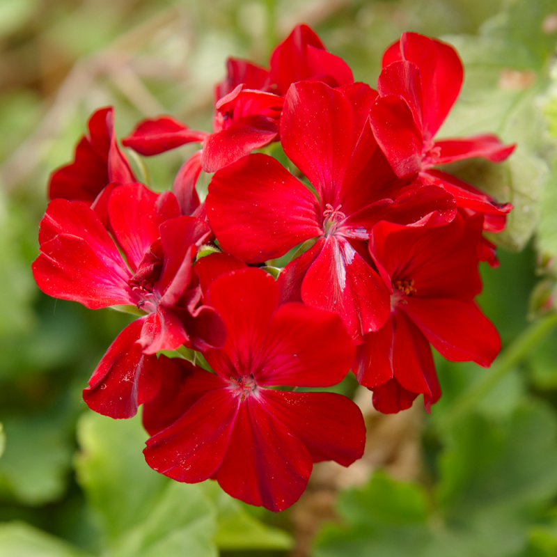 Пеларгония Toscana Calliope Dark Red