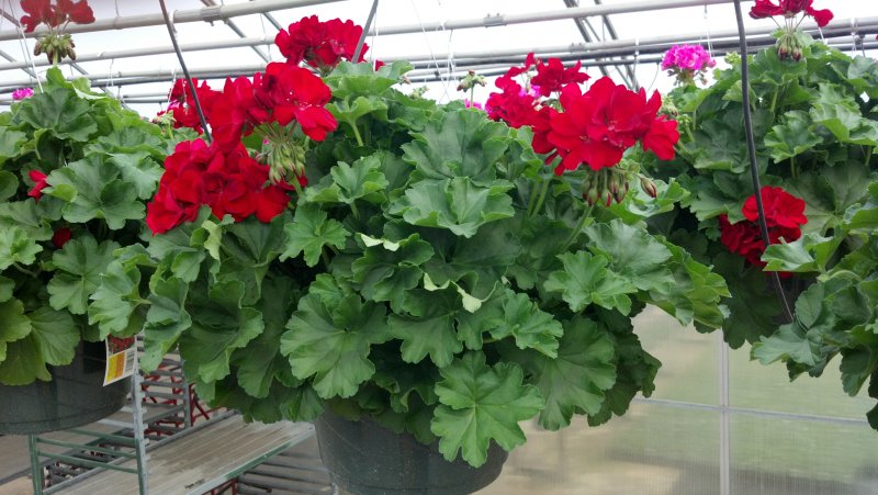 Пеларгония Calliope Dark Red