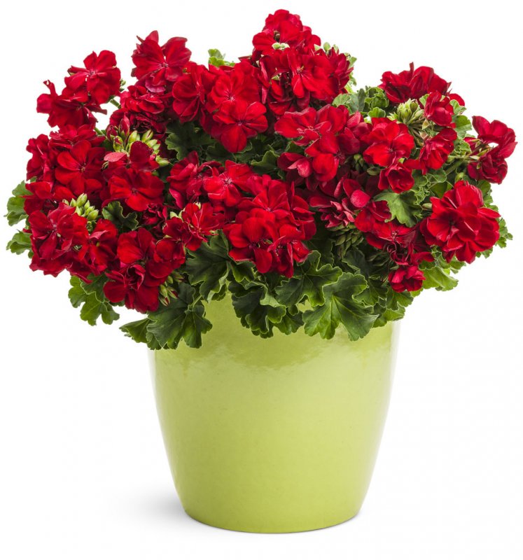 Пеларгония Calliope Red Splash