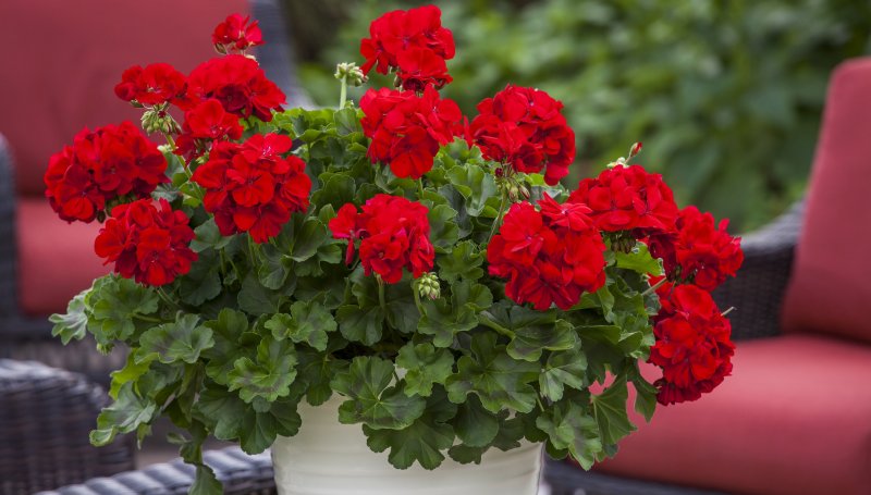 Пеларгония Sarita sunstar Red