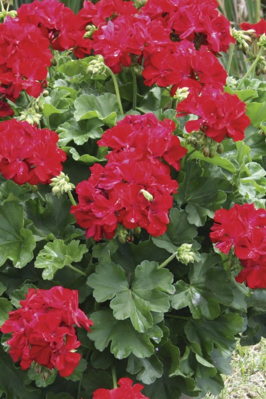 “Geranium - Calliope