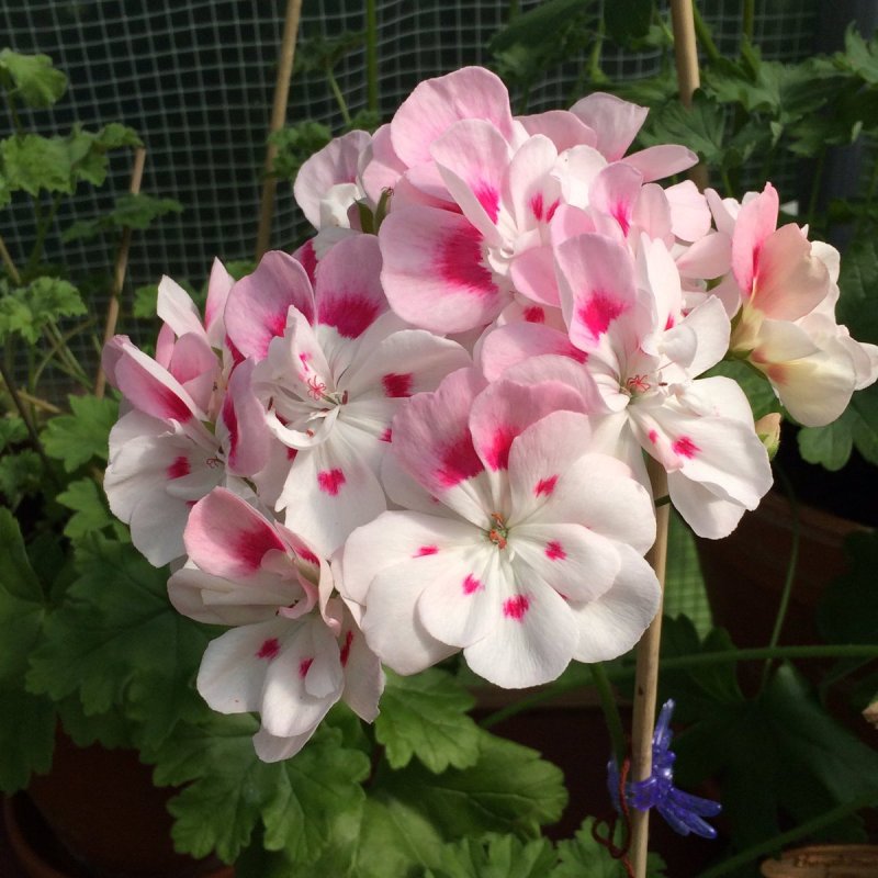 Calliope Pink пеларгония