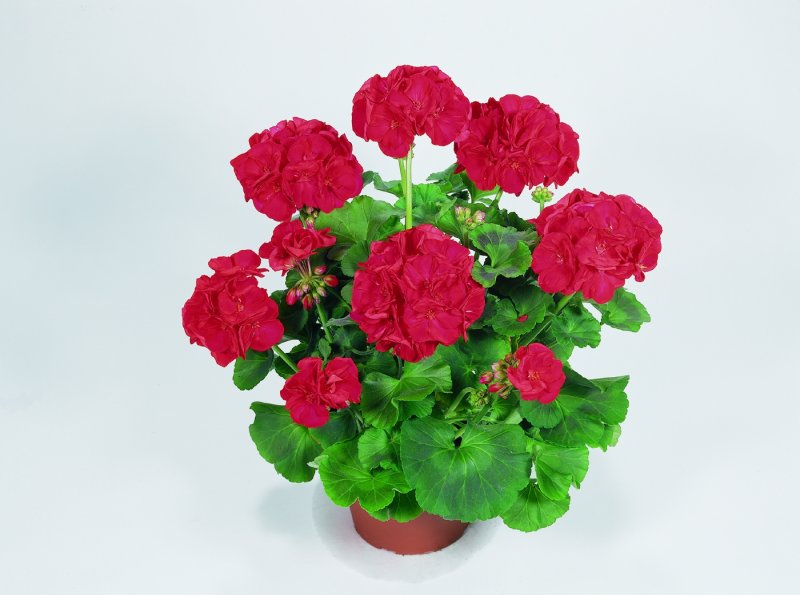 Пеларгония Sarita sunstar Red