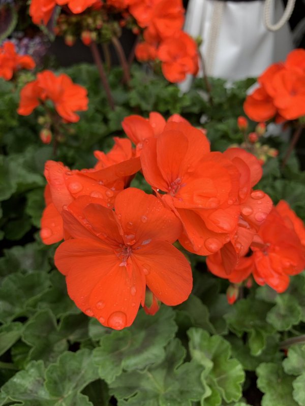 Пеларгония Princess Filippa