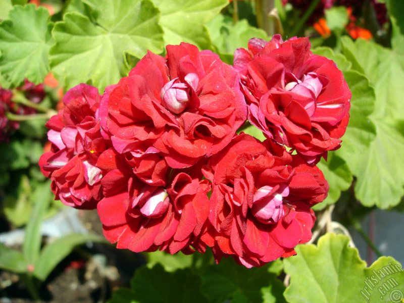 Пеларгония зональная 'Tango Dark Red'
