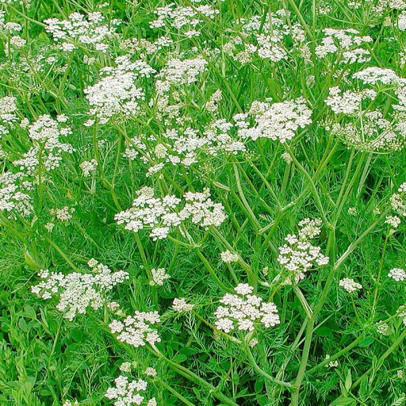 Nigella Sativa (Чернушка посевная)