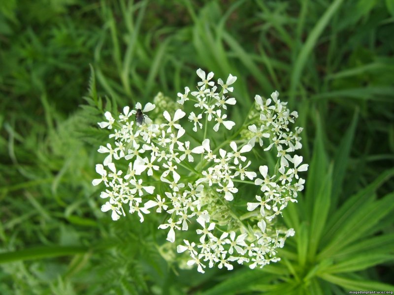 Кумин (Зира)