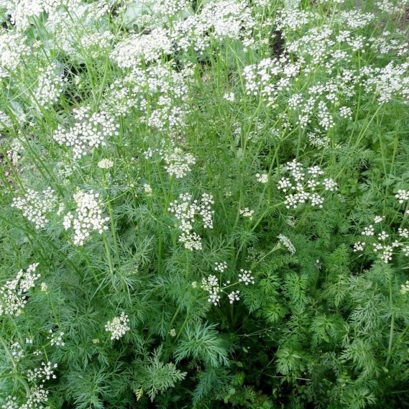 Чёрный тмин/калинджи (Nigella Sativa)