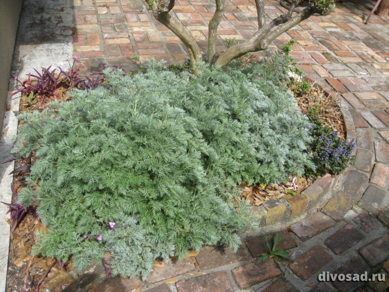 Полынь армянская синяя канесценс Artemisia canescens р9