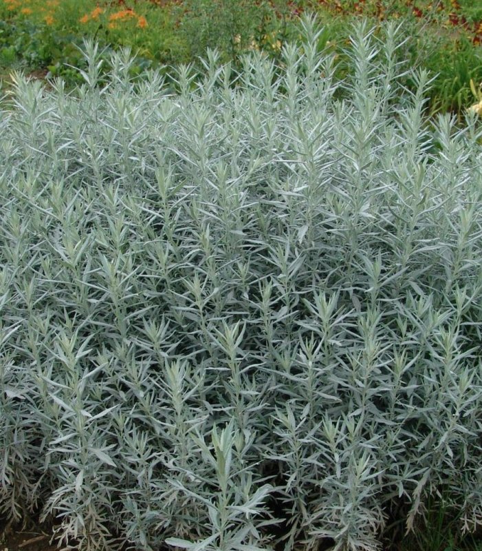 Полынь Людовика (Artemisia ludoviciana)