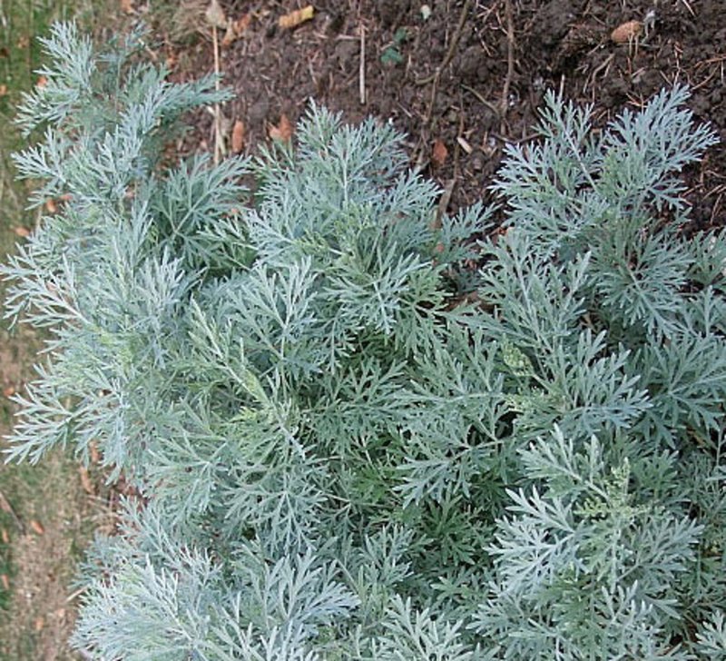 Полынь Каспийская Artemisia caspica