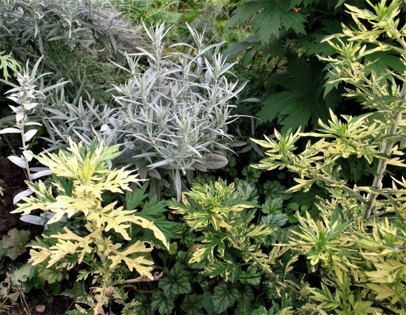 Полынь пурша (Artemisia purshiana)