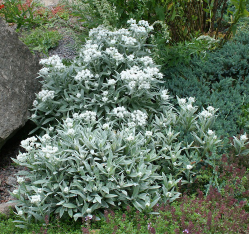 Полынь Makana™ Silver