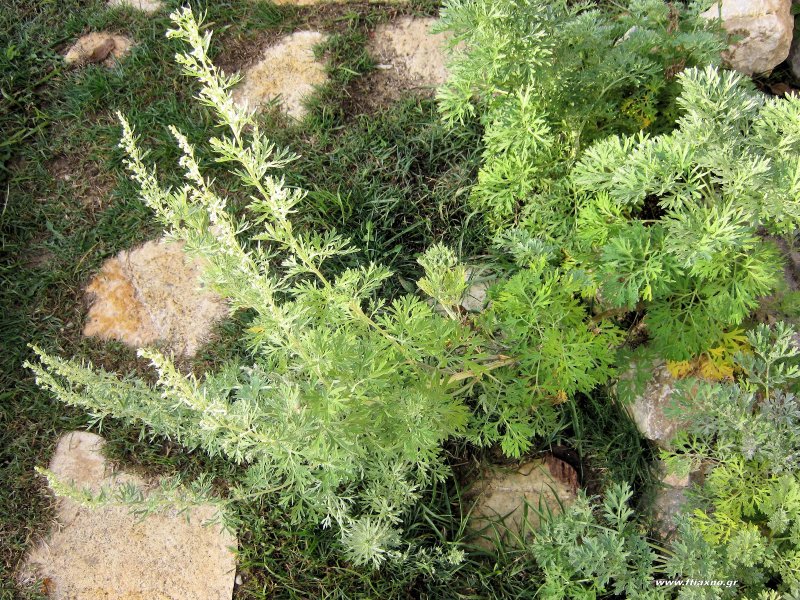 Artemisia absinthium ботаника