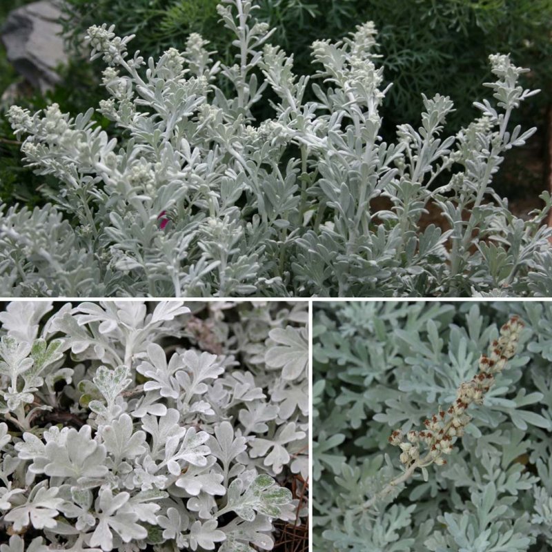 Полынь Artemisia arborescens Powis
