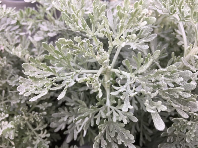 Полынь Artemisia arborescens Powis