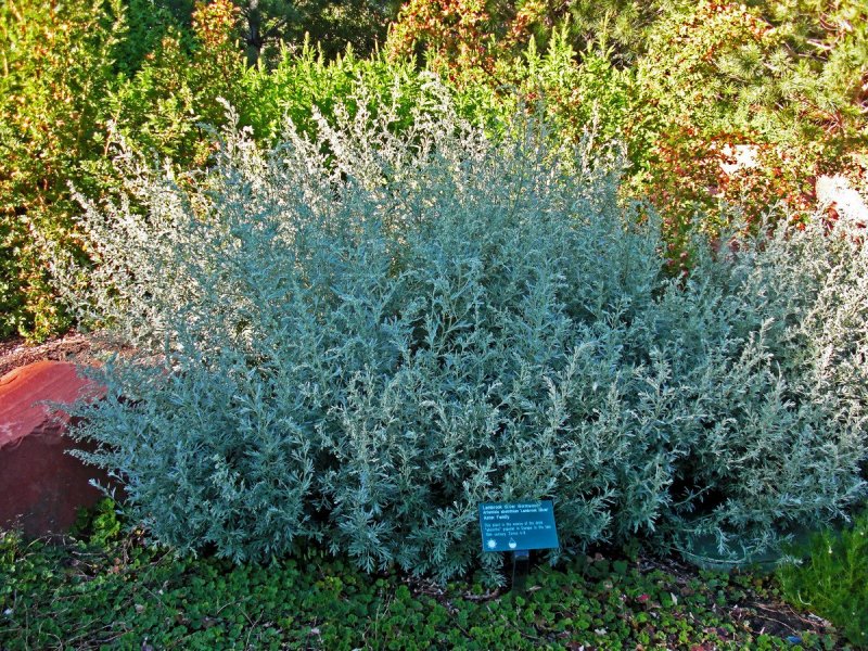 Artemisia californica Полынь