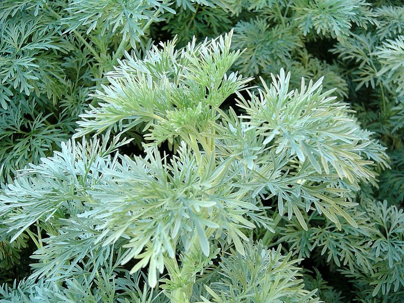 Полынь "Powis Castle" (Artemisia)