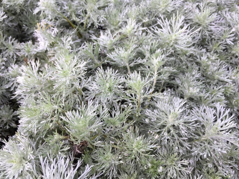 Полынь Шмидта Artemisia schmidtiana Silver Mound