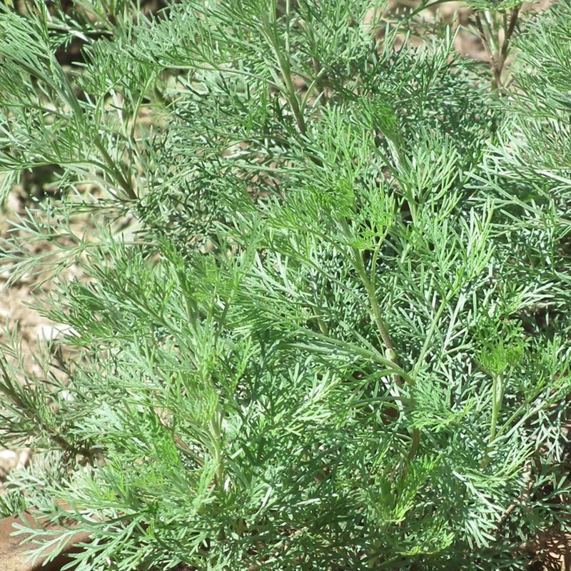 Artemisia monostachya