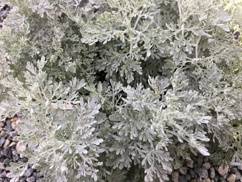 Полынь "Powis Castle" (Artemisia)