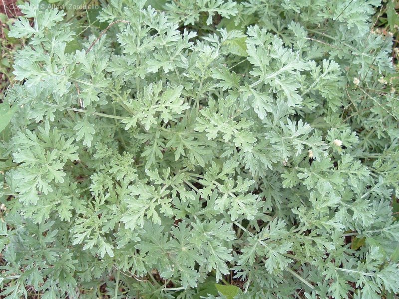 Полынь Стеллера (Artemisia stelleriana)