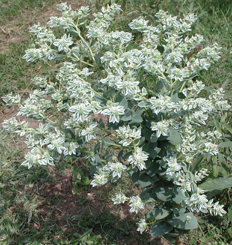 Молочай окаймленный (Маргината)