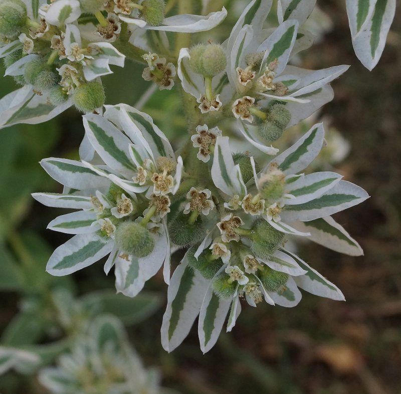 Snow on the Mountain Euphorbia