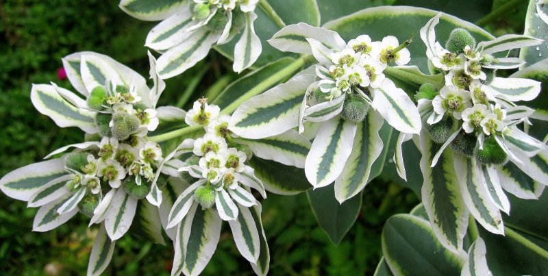 Euphorbia marginata