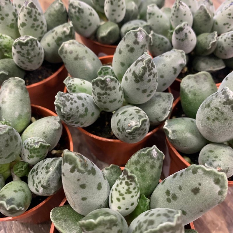 Адромискус Купера (Adromischus cooperi)