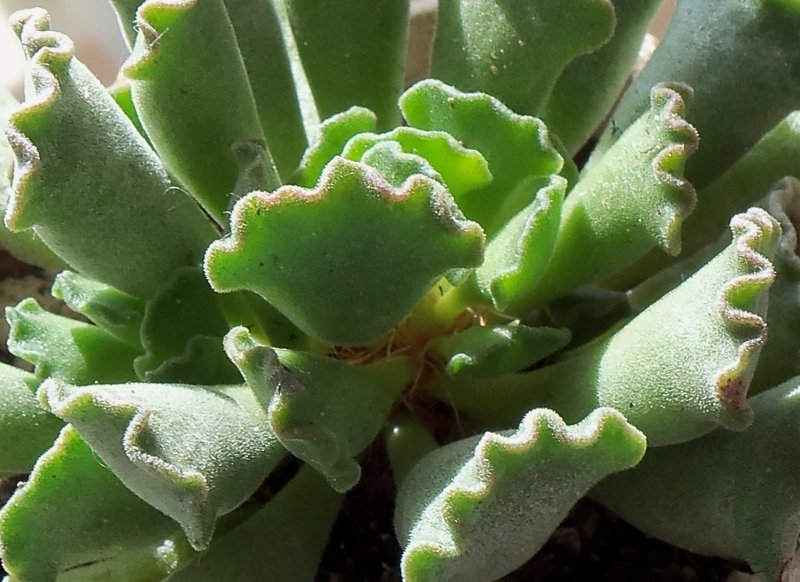 Адромисхус Купера – Adromischus cooperi