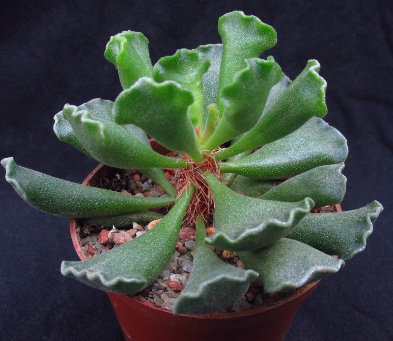 Adromischus maculatus