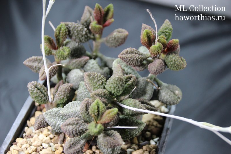 Adromischus filicaulis