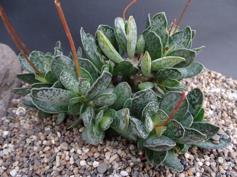 Адромискус Купера (Adromischus cooperi)