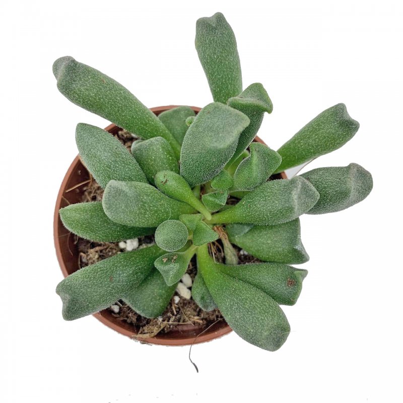 Адромискус гребенчатый (Adromischus cristatus)