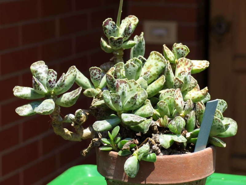 Адромискус Купера (Adromischus cooperi)