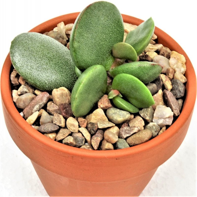 Adromischus Marianae herrei